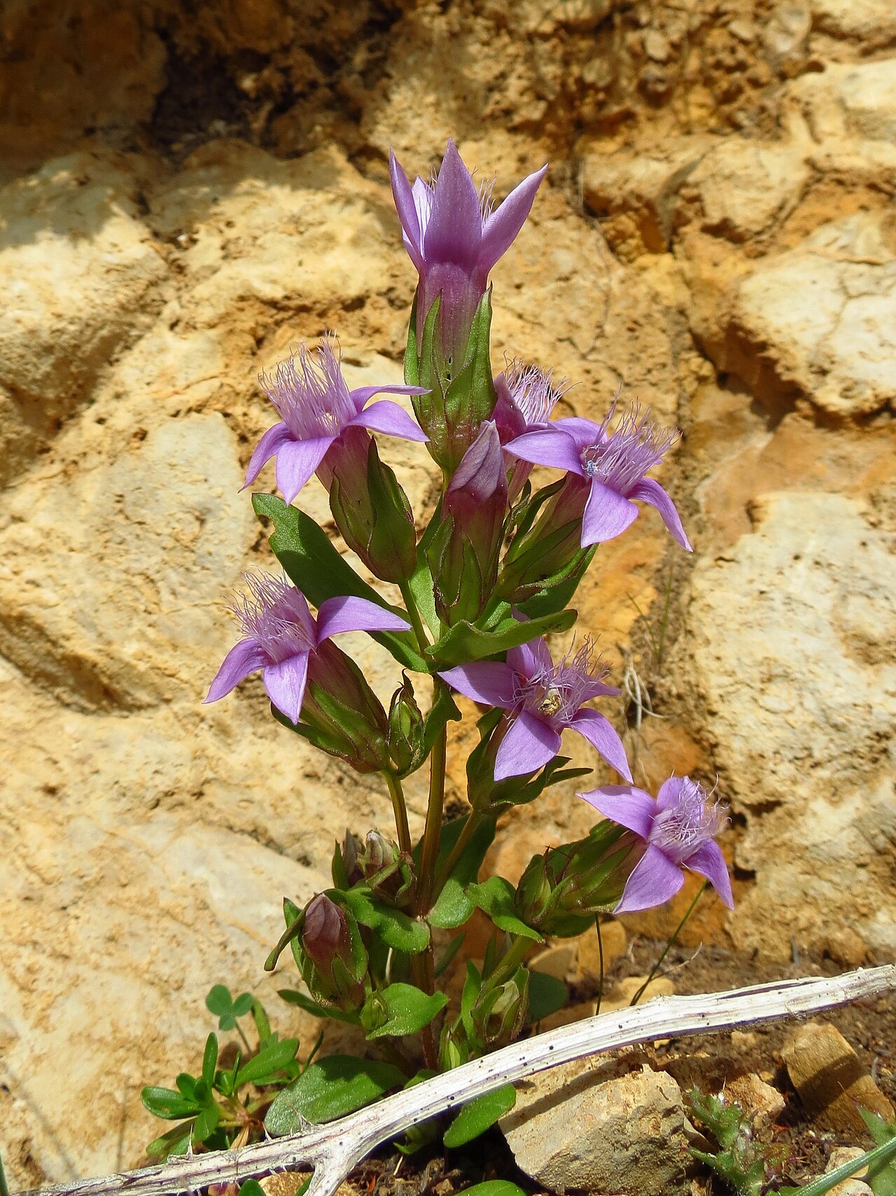 Gentianella anisodonta: Gentianella anisodonta, Corvara in Badia, Dolomiti, Italia