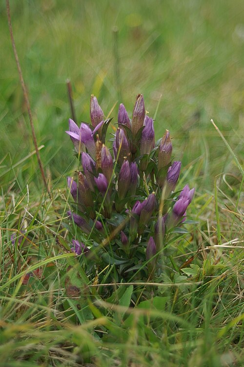 Gentianella anisodonta: Čašasti sviščevec v Podkraju.