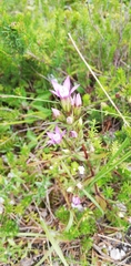 Gentianella anisodonta (Gentianella anisodonta)