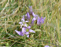 Gentianella anisodonta (Gentianella anisodonta)