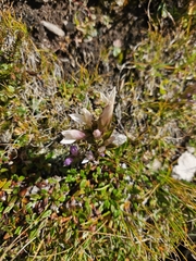 Gentianella anisodonta (Gentianella anisodonta)