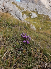 Gentianella anisodonta (Gentianella anisodonta)