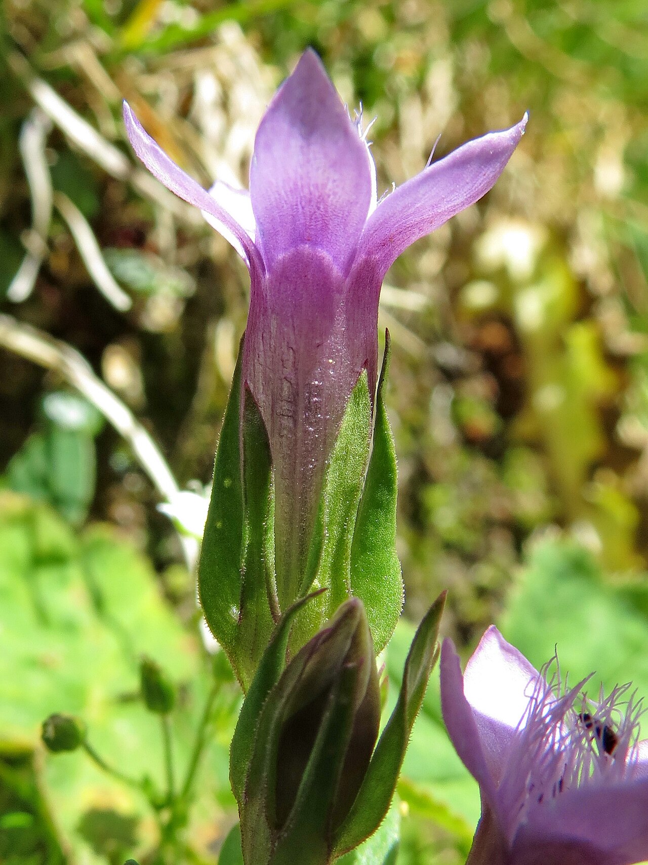 Gentianella anisodonta: Gentianella anisodonta, Corvara in Badia, Dolomiti, Italia