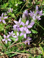 Gentianella anisodonta (Gentianella anisodonta)