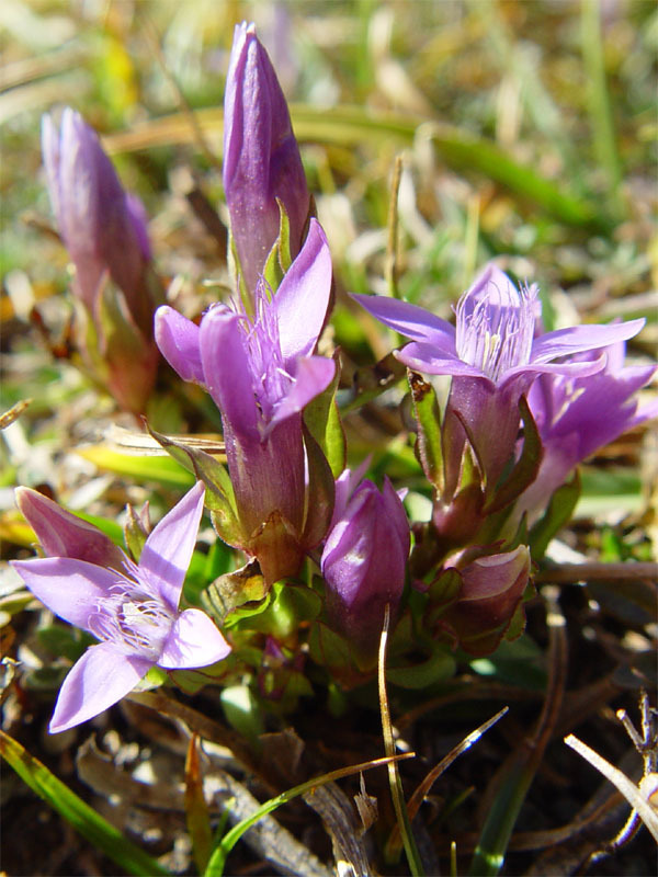 Gentianella anisodonta (Gentianella anisodonta)