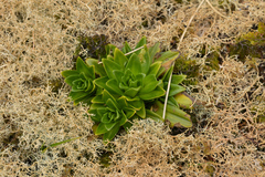 Gentianella antarctica (Gentianella antarctica)