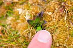 Gentianella antarctica (Gentianella antarctica)