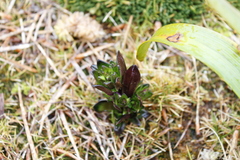 Gentianella antarctica (Gentianella antarctica)