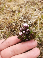 Gentianella antarctica (Gentianella antarctica)