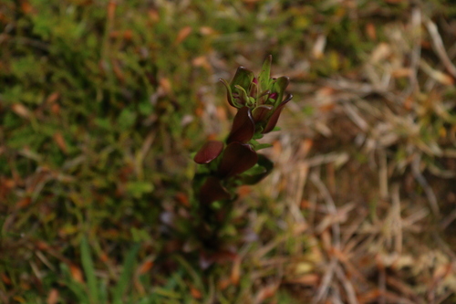 Gentianella antarctica (Gentianella antarctica)