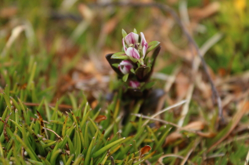 Gentianella antarctica (Gentianella antarctica)