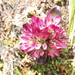 Gentianella antarctica (Gentianella antarctica)