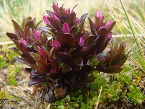 Gentianella antarctica (Gentianella antarctica)