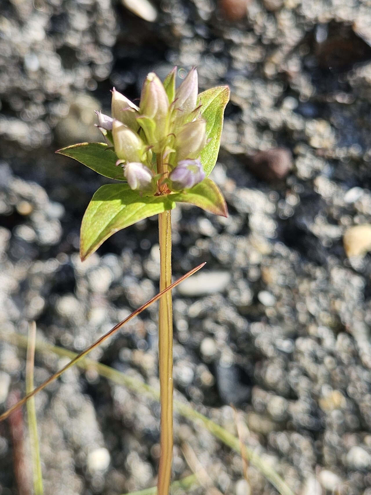 Golden dwarfgentian: Gentianella aurea, 9982 Kongsfjord, Norvège, 2024-08-07 (iNaturalist).