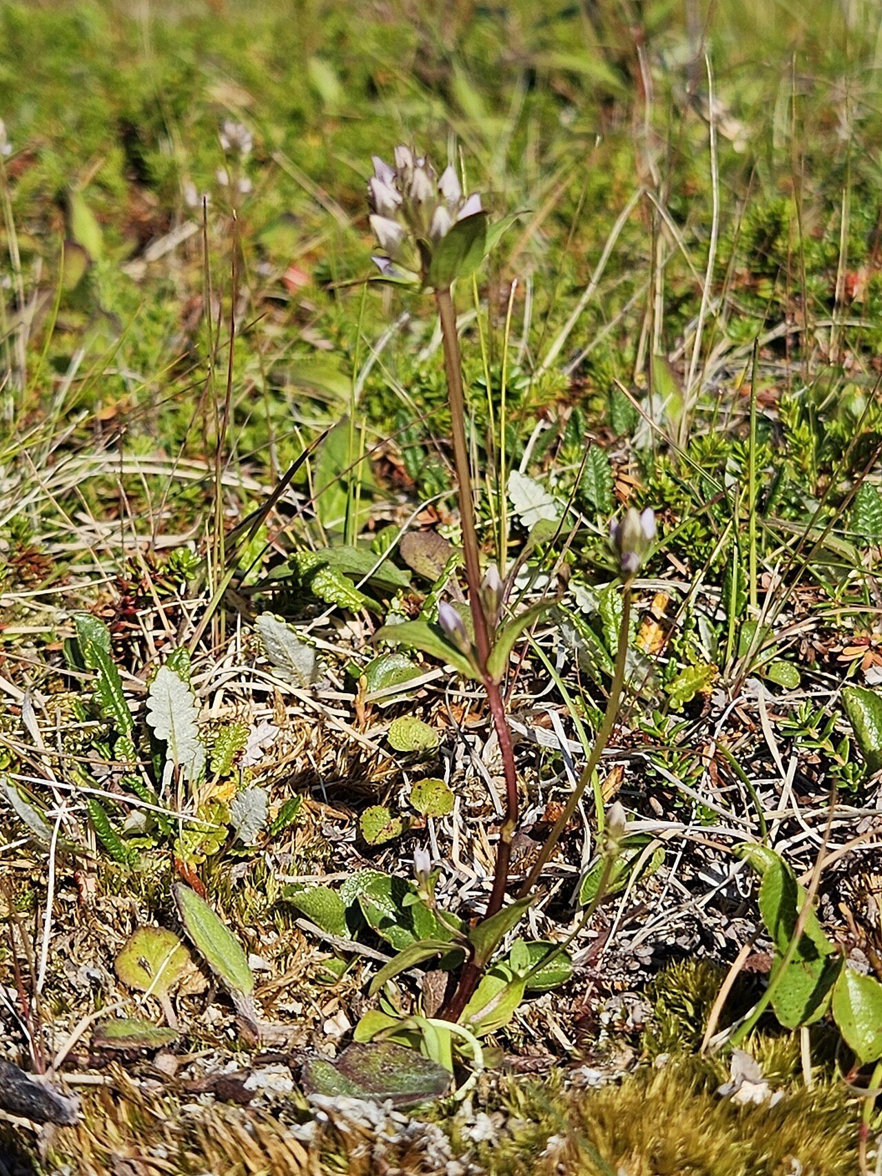 Golden dwarfgentian: Photo of Gentianella aurea (Gentianella aurea) uploaded from iNaturalist .