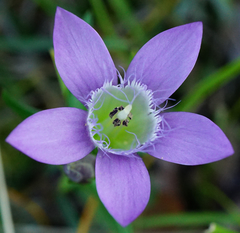 Gentianella austriaca (Gentianella austriaca)