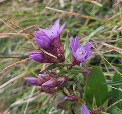 Gentianella austriaca (Gentianella austriaca)