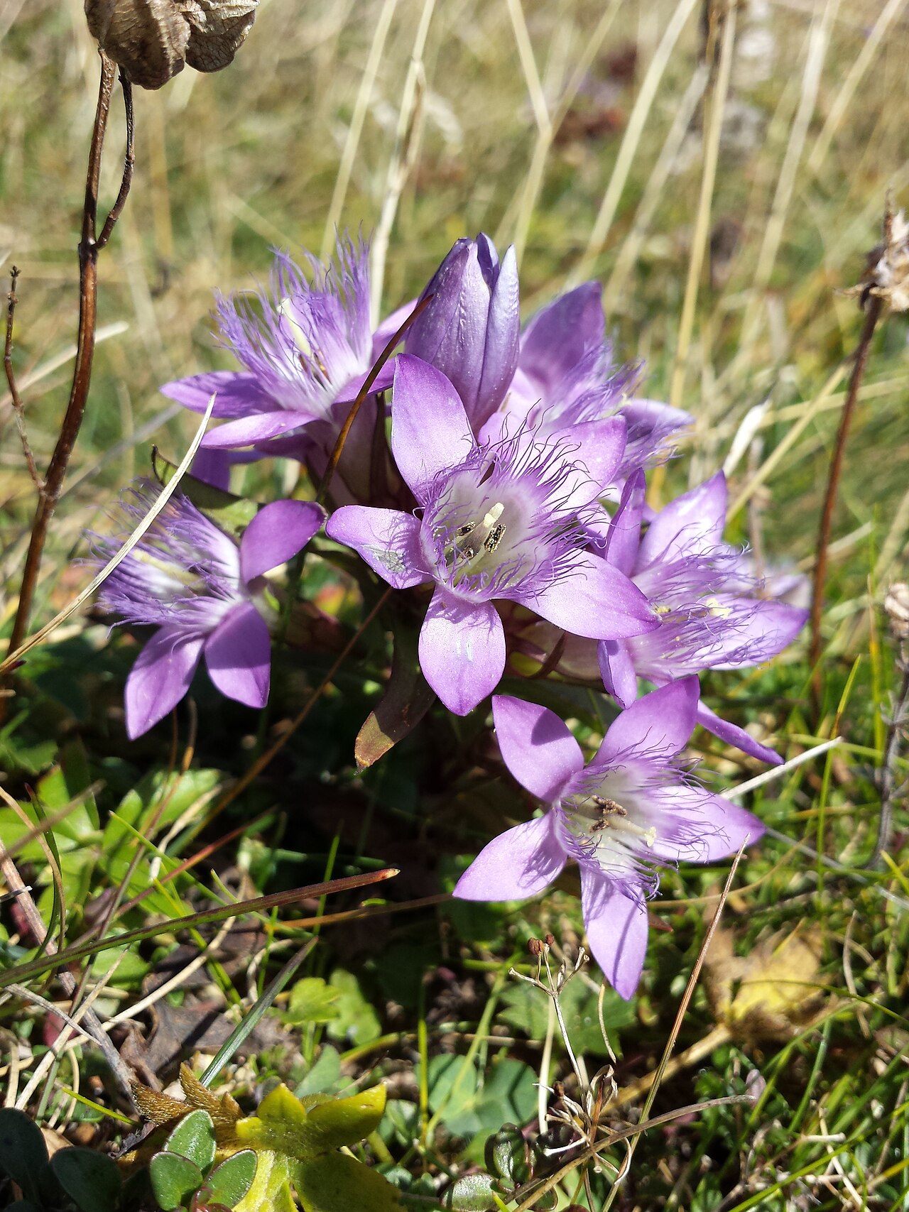 Gentianella austriaca: Habitus Taxonym: Gentianella austriaca ss Fischer et al. EfÖLS 2008 ISBN 978-3-85474-187-9 (det. Josef Greimler 2015-09-12) Location: Rax plateau, district Neun