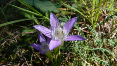 Gentianella austriaca (Gentianella austriaca)