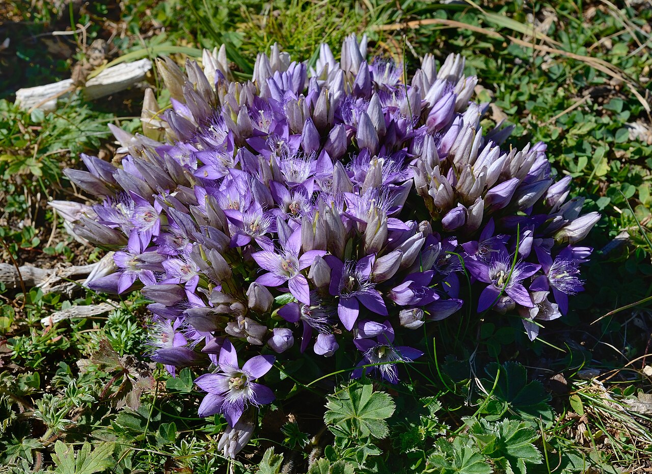 Gentianella austriaca: Gentianella austriaca , Raxalpe, Lower Austria