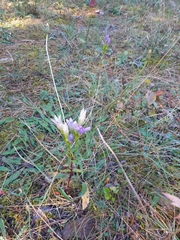 Gentianella austriaca (Gentianella austriaca)