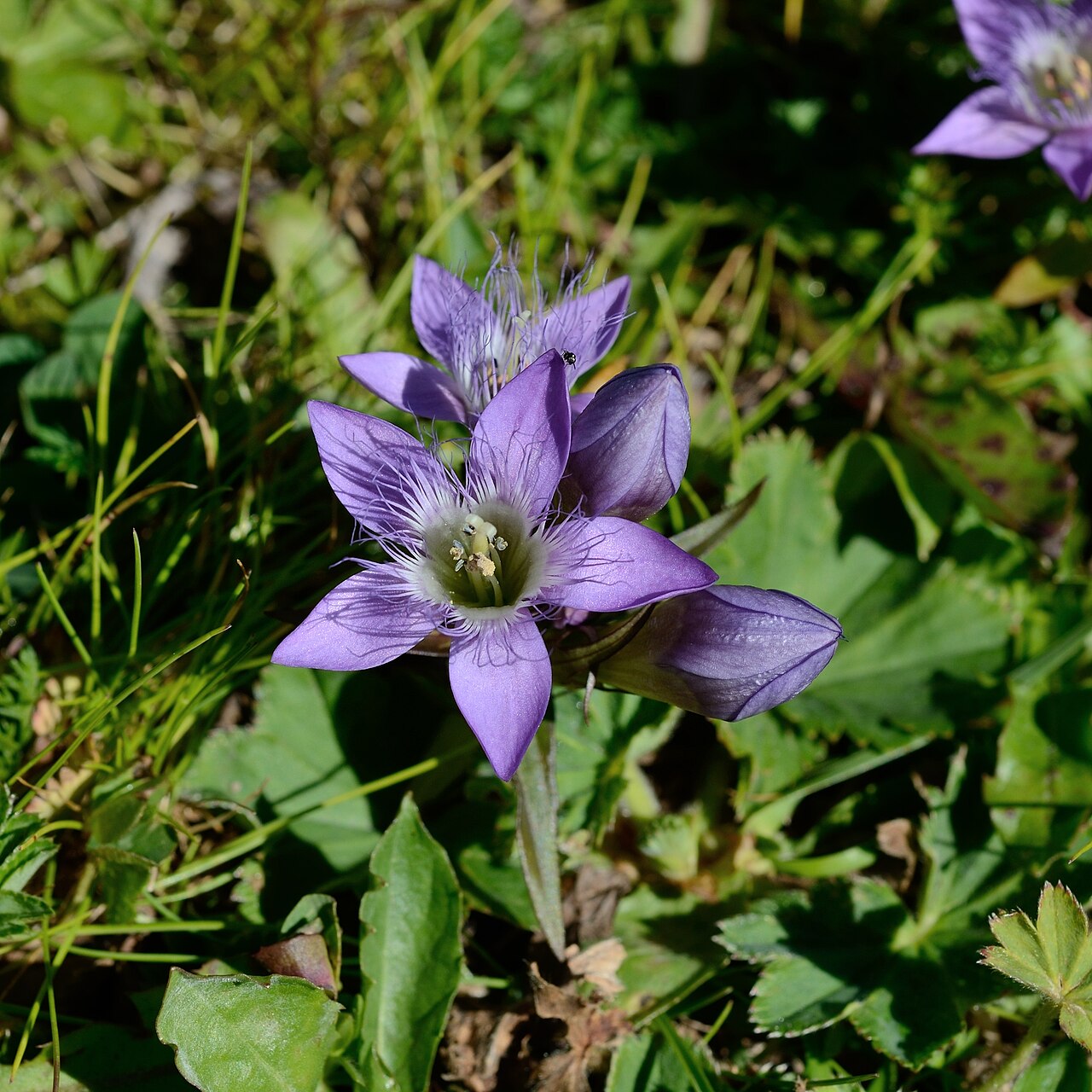 Gentianella austriaca: Gentianella austriaca in Austria