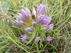 Gentianella austriaca (Gentianella austriaca)