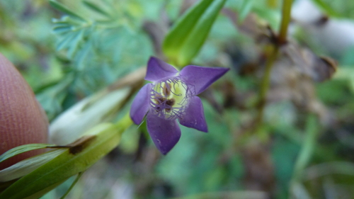 Gentianella austriaca (Gentianella austriaca)