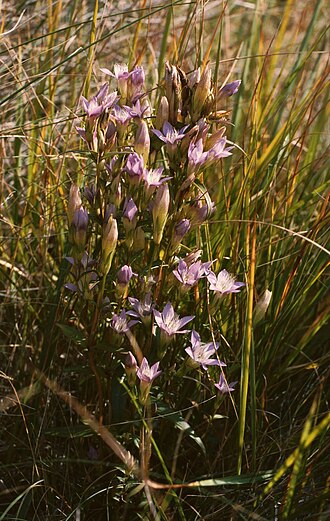 Gentianella austriaca: Österreichischer Kranzenzian ( Gentianella austriaca ), Enziangewächse (Gentianaceae) – Österreich/Austria/Autriche: Burgenland, Seewinkel, „Zitzmannsdorfer Wie