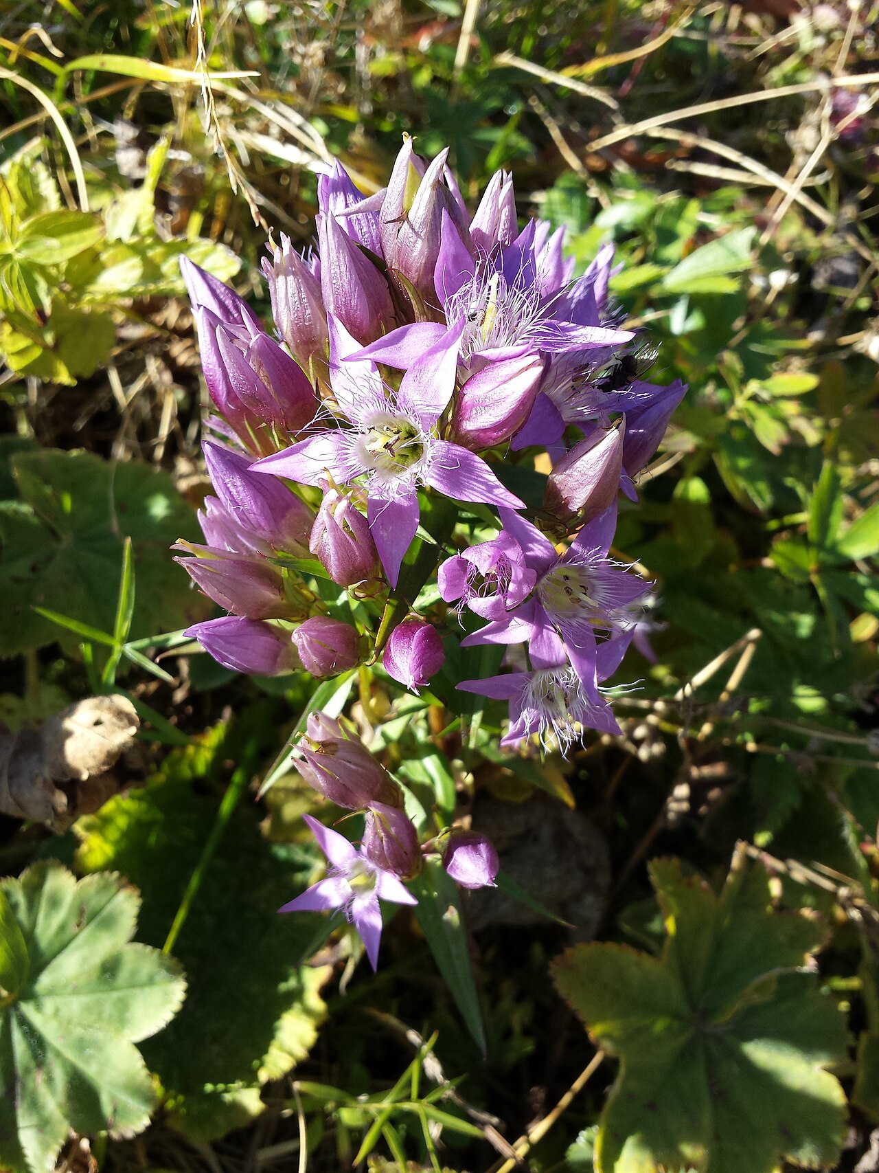 Gentianella austriaca: Habitus Taxonym: Gentianella austriaca ss Fischer et al. EfÖLS 2008 ISBN 978-3-85474-187-9 (det. Josef Greimler 2015-09-12) Location: Rax plateau, district Neun