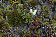 Gentianella bellidifolia (Gentianella bellidifolia)