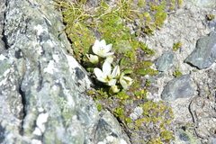 Gentianella bellidifolia (Gentianella bellidifolia)