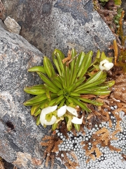Gentianella bellidifolia (Gentianella bellidifolia)