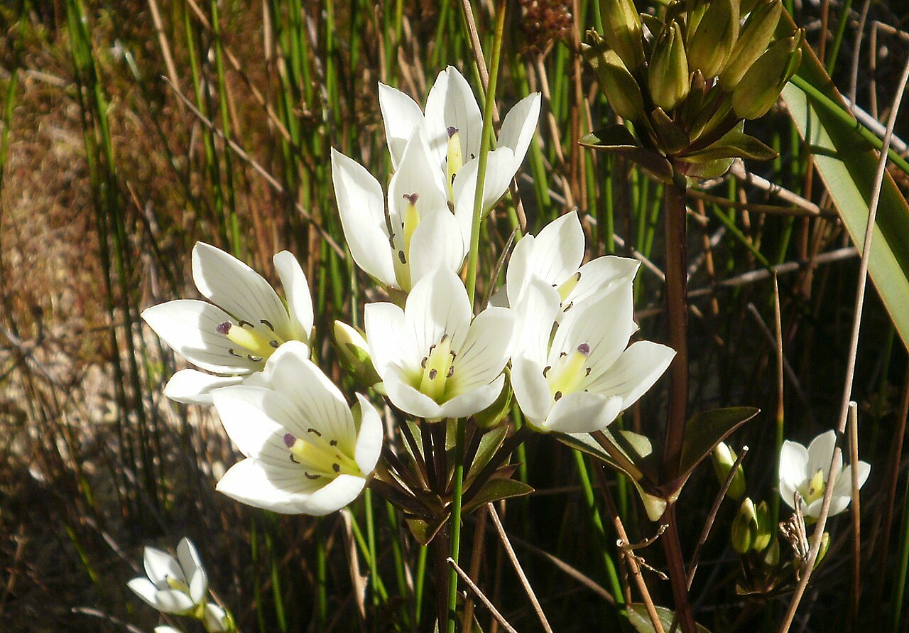 Gentianella bellidifolia: Gentianella bellidifolia on the Mt Holdsworth Track, Tararua Ranges, New Zealand.