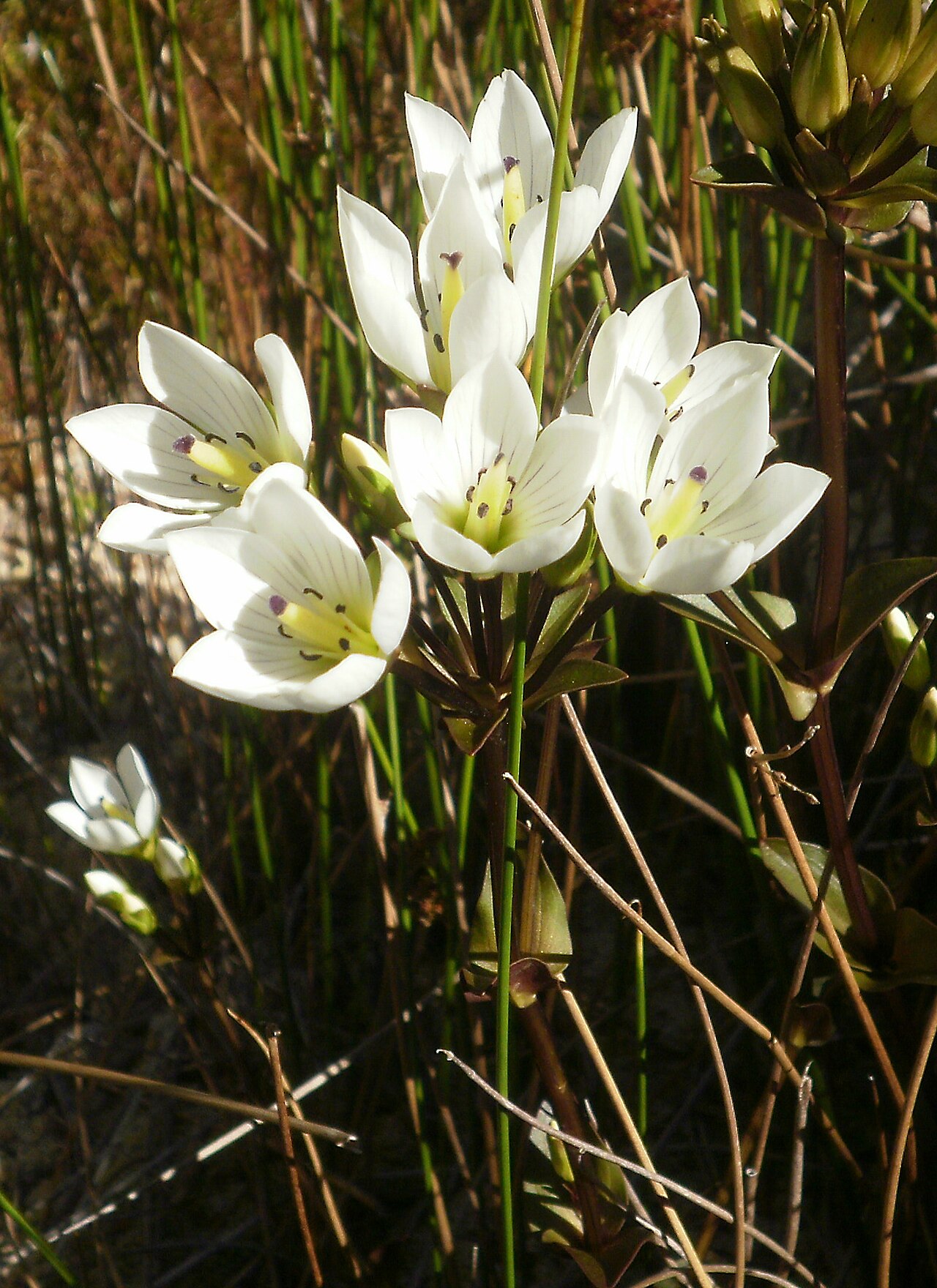 Gentianella bellidifolia: Gentianella bellidifolia on the Mt Holdsworth Track, Tararua Ranges, New Zealand.