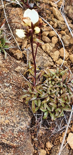 Gentianella bellidifolia (Gentianella bellidifolia)