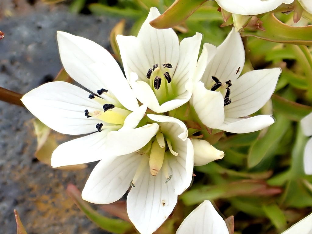 Gentianella bellidifolia (Gentianella bellidifolia)