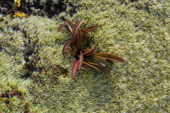 Gentianella bellidifolia (Gentianella bellidifolia)
