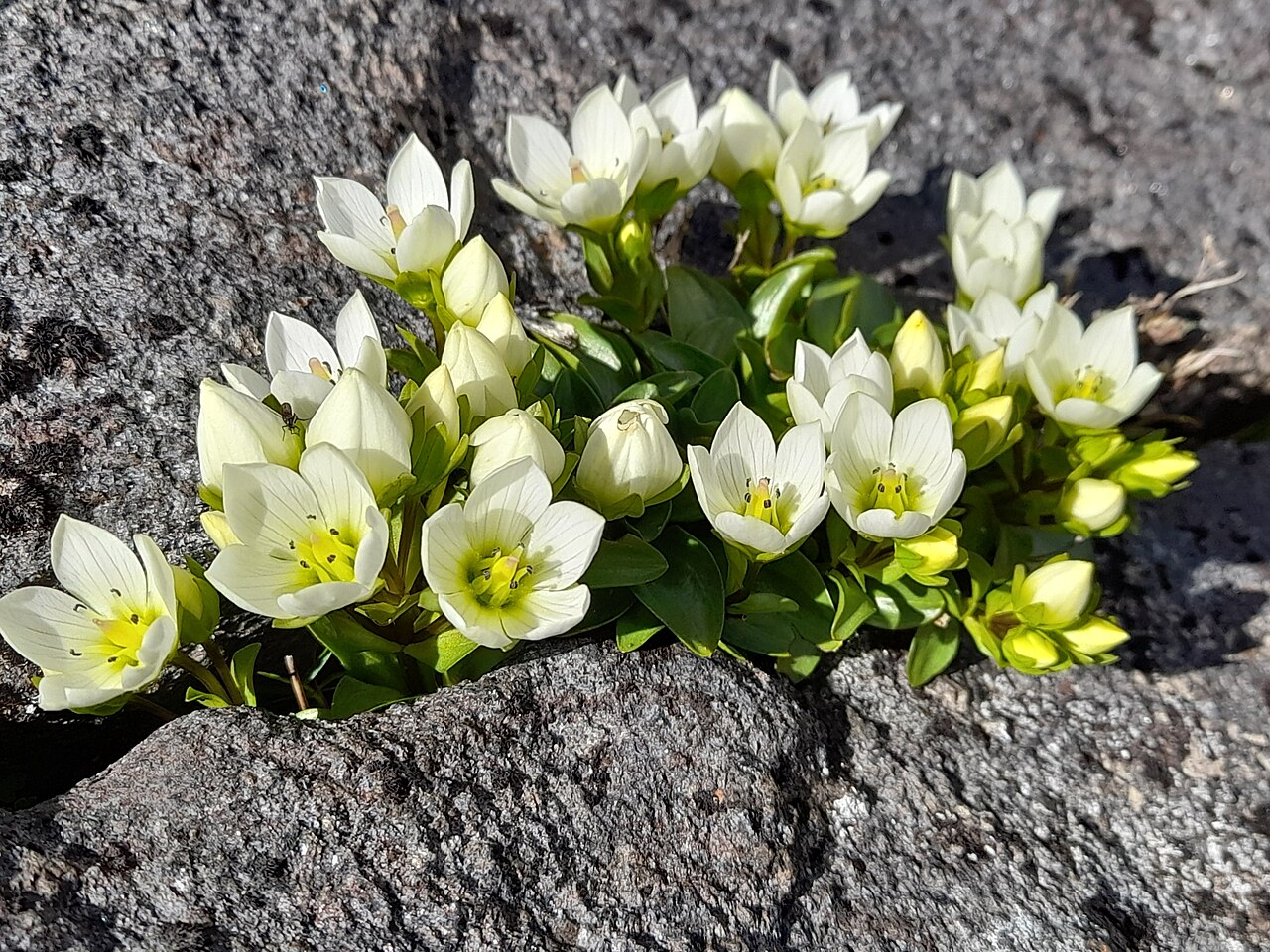 Gentianella bellidifolia: Gentianella bellidifolia, Fiordland, NZ-SO-SL, NZ-SO, NZ, 2025-01-11 (iNaturalist).