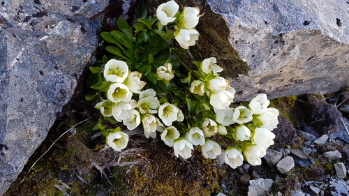 Gentianella bellidifolia (Gentianella bellidifolia)