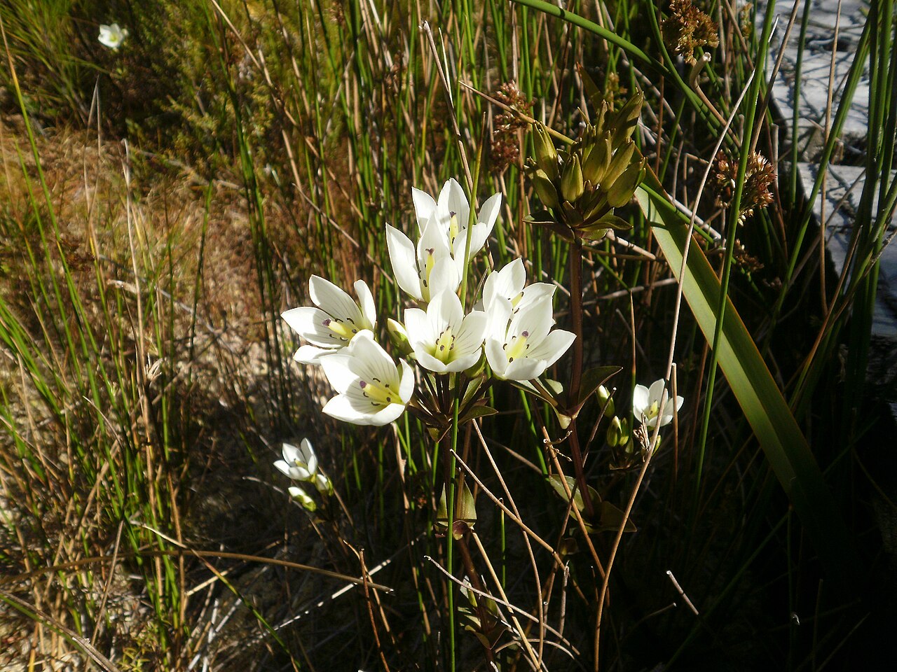 Gentianella bellidifolia: Gentianella bellidifolia on the Mt Holdsworth Track, Tararua Ranges, New Zealand.