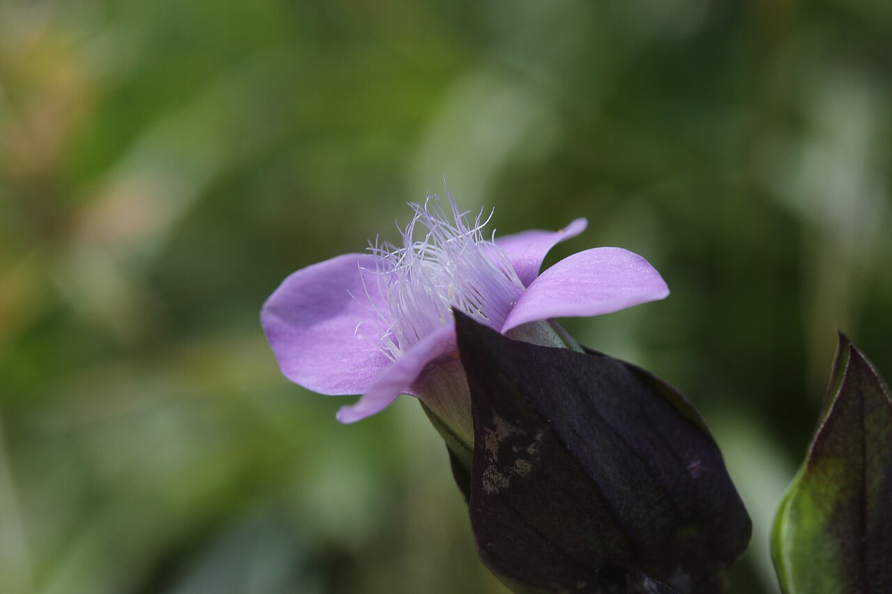 Field gentian: Field Gentian - Gentianella campestris