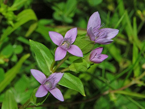 Field gentian: Gentianella campestris - Valle Argentera, Torino, Italy