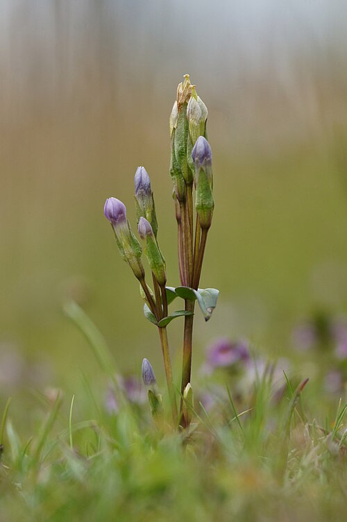 Field gentian: Field Gentian (Gentianella campestris), Baltasound