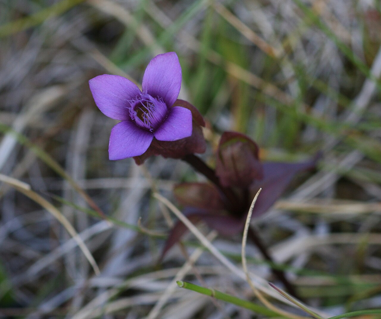 Field gentian: Fältgentiana - Gentiana campestris