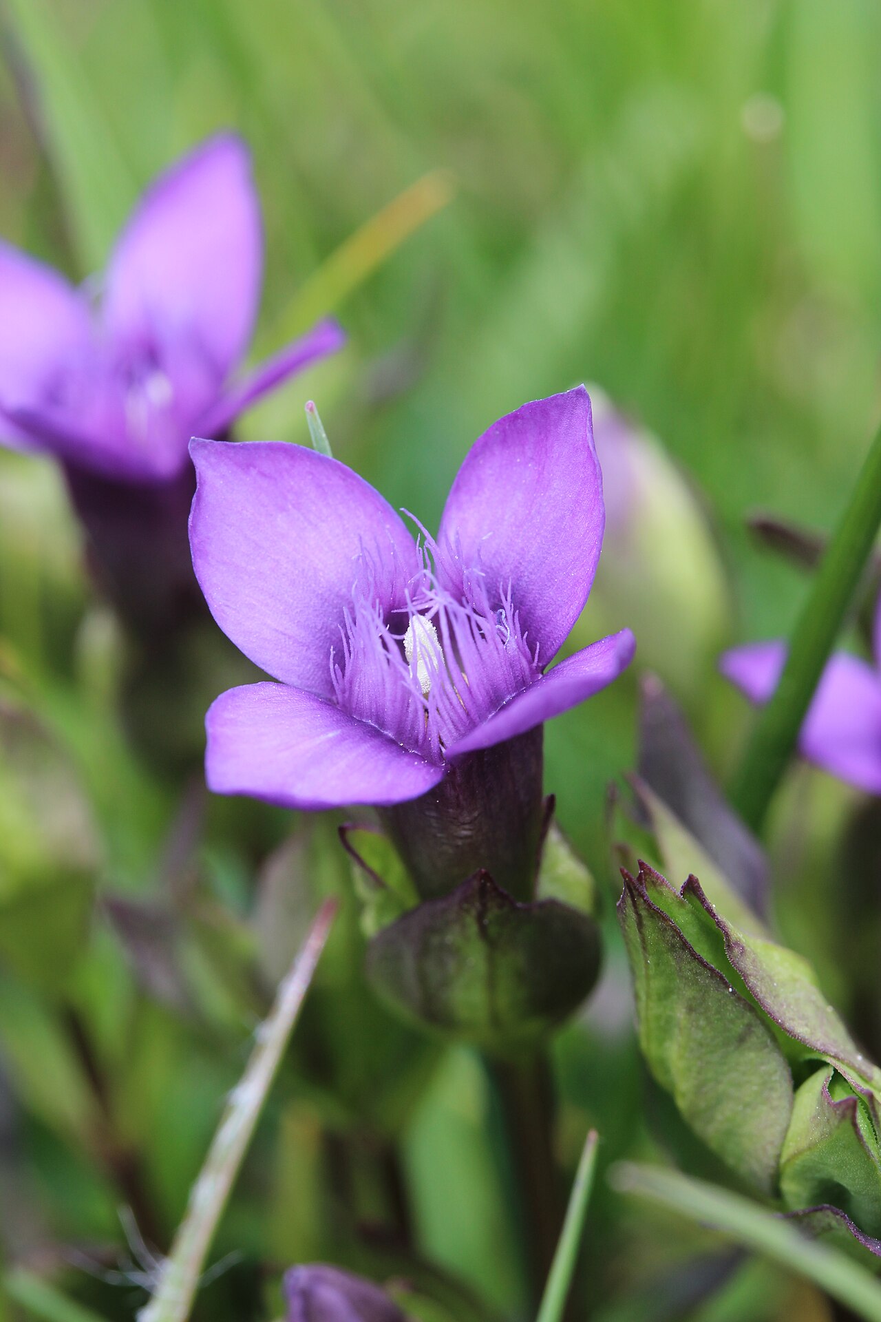 Field gentian: Field Gentian - Gentianella campestris