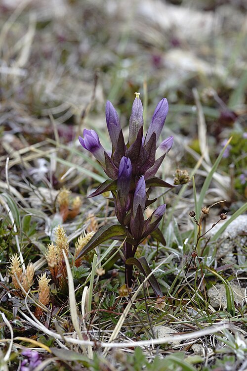 Field gentian: Field Gentian (Gentianella campestris), Keen of Hamar