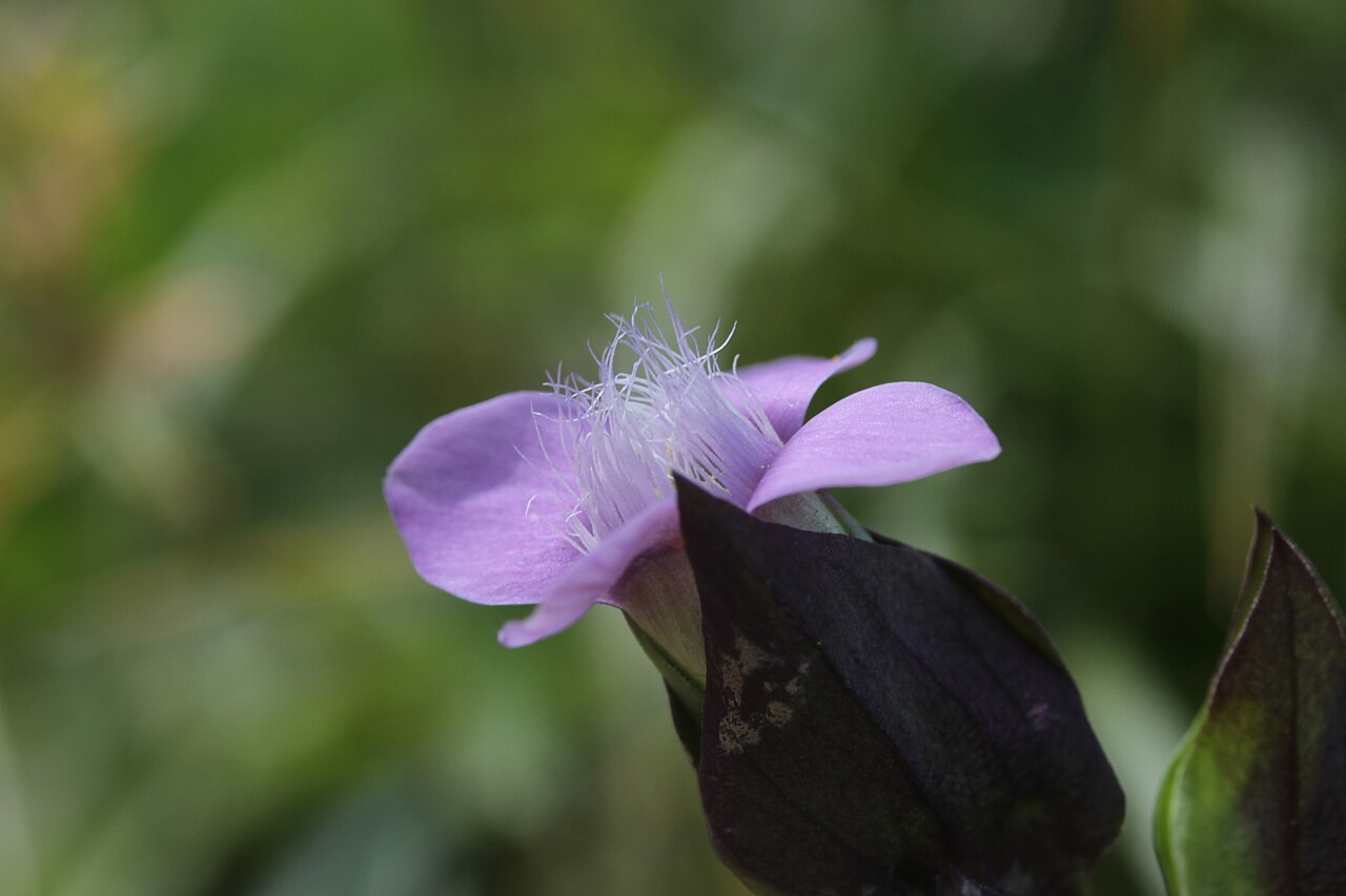 Field gentian: Field Gentian - Gentianella campestris