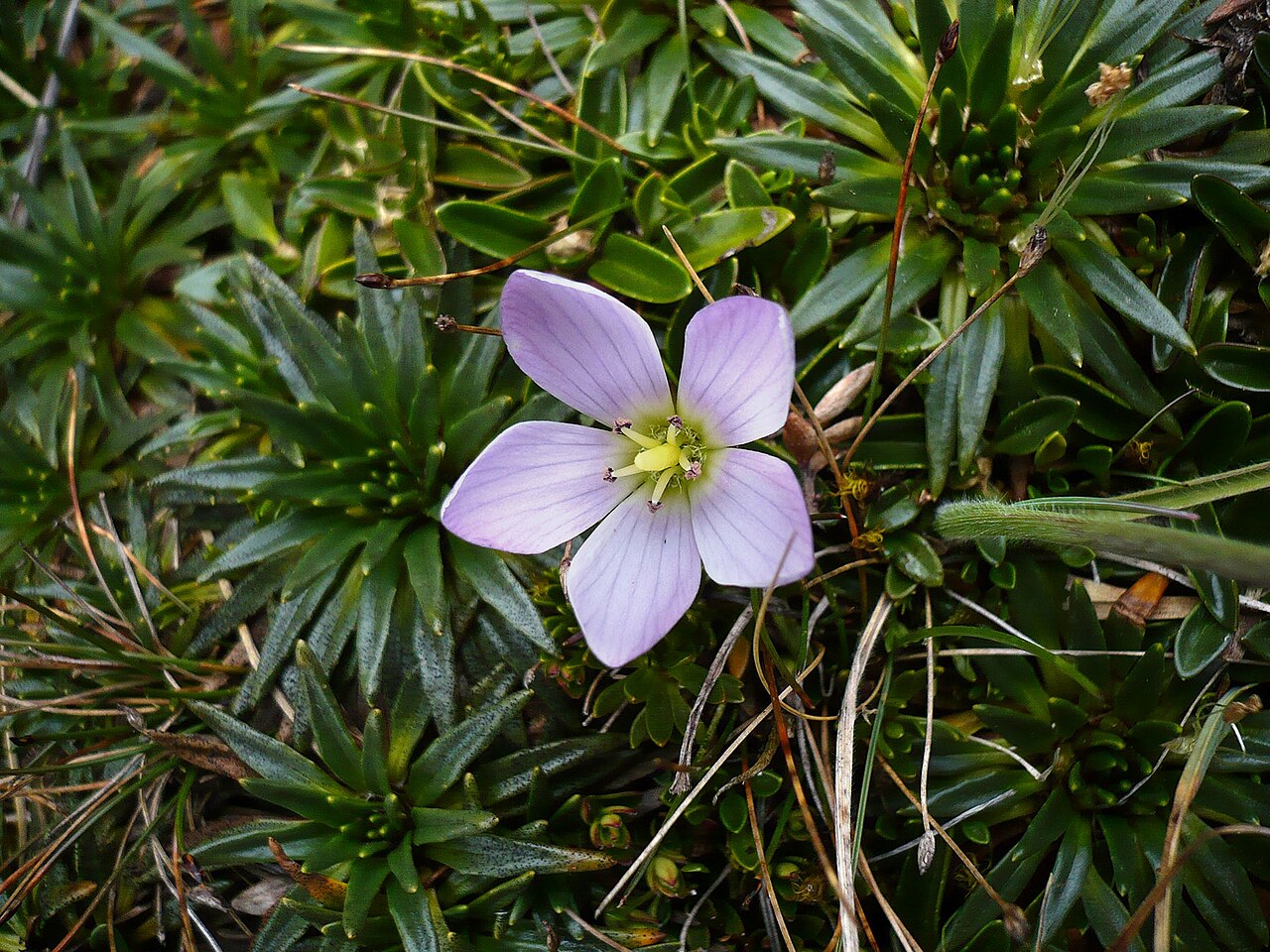 Gentianella cerastioides: Gentianella cerastioides, El Cajas, Ecuador