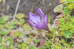 Gentianella cerastioides (Gentianella cerastioides)